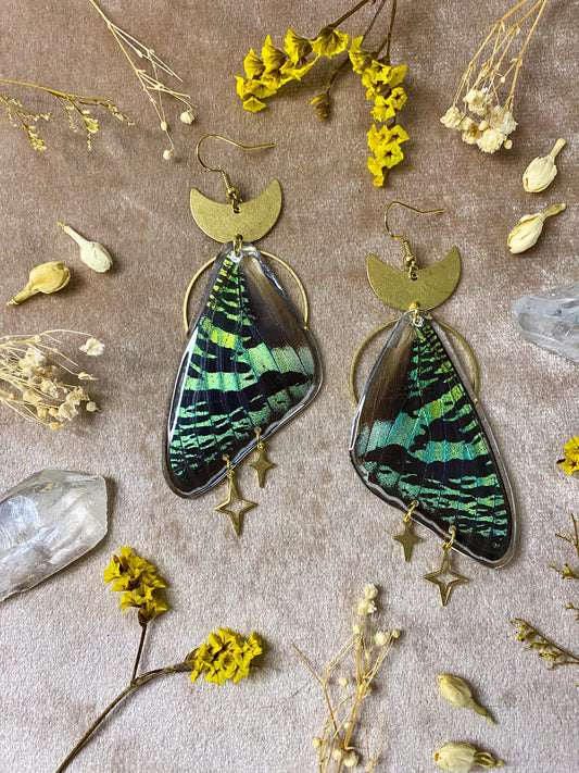 real butterfly moth sunset madagascan green resin wing dangle earrings
