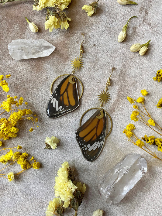 Real monarch butterfly earrings